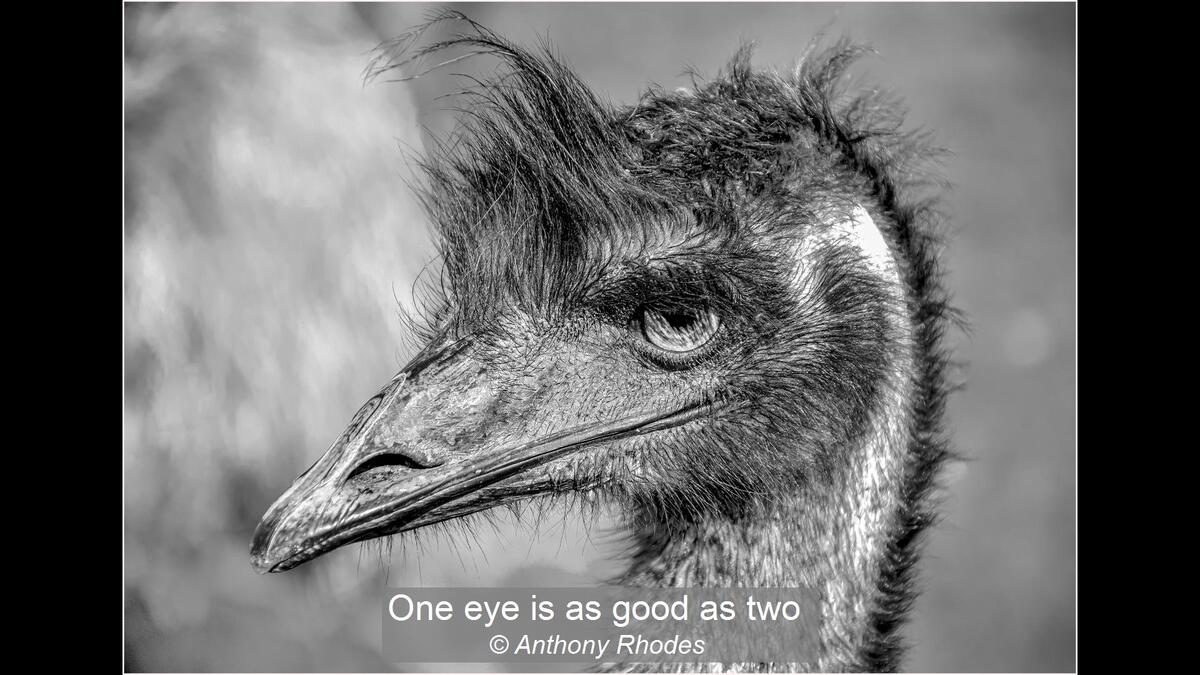 19_One eye is as good as two_Anthony Rhodes